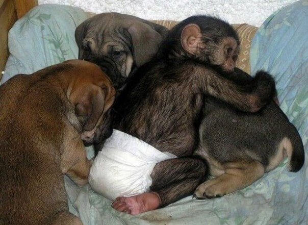 dog that cares for orphan chimpanzees: Princess and the chimps.