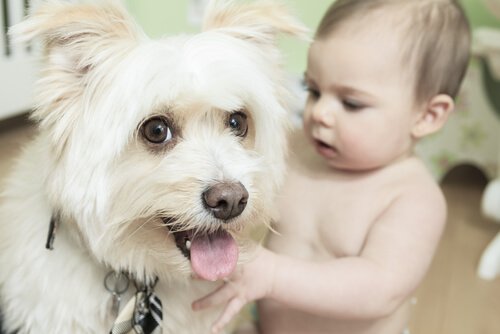 dog with baby