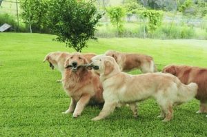 Why Do Dogs Smell Each Other?