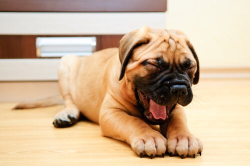 Why Do Dogs Yawn?