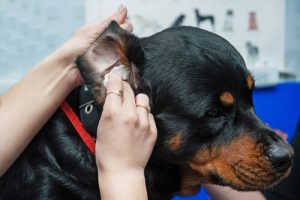 Tips for cleaning your dog's ears