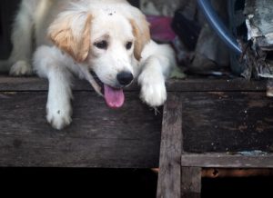 No to the Embargo on Pets