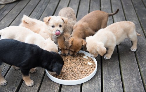 feeding puppies
