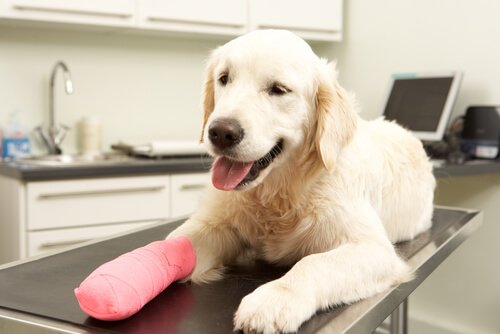 Must-Have Items For Your Doggy First Aid Kit