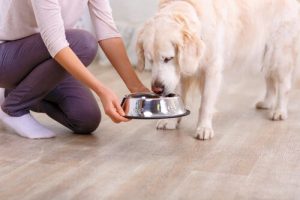 Tips to Keep Your Dog's Food Fresh