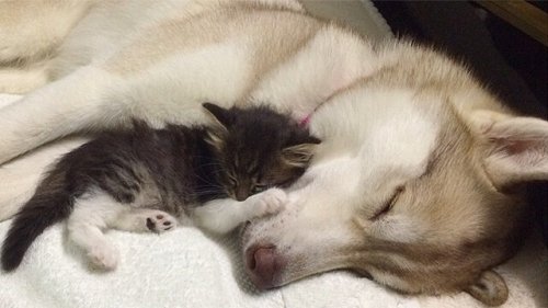 Lilo, the Husky Who Adopted a Cat