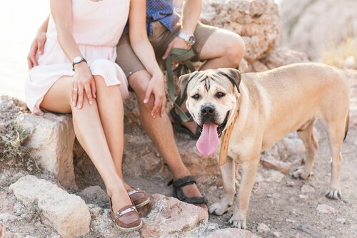 5 Reasons Living with a Dog is Good for You