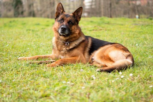 Grieving the loss of a pet: a German Shepherd.