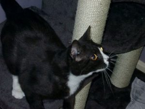 Moon Unit: Cat Goes Missing in London, Appears in Paris 8 Years Later