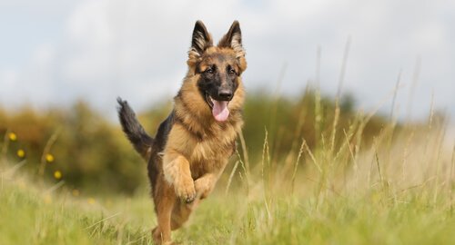 Why Are German Shepherds So Well-Balanced?