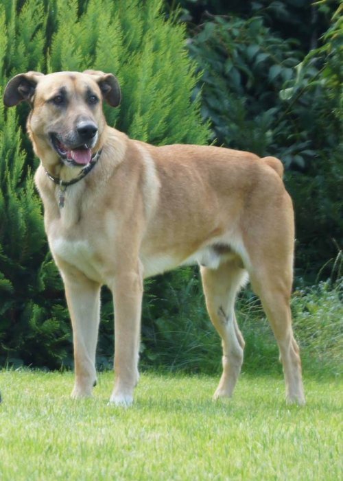 Stray dog adopted by flight attendant