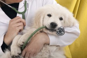 dog with vet
