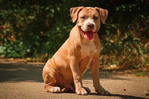 11 Reasons Why You Should Never Get A Pit Bull