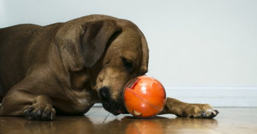 Playdate: The Popular New Dog Toy