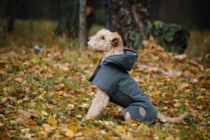 How to Make a Raincoat for Your Dog