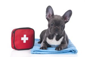 dog and first aid kit