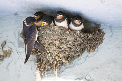swallow in a nest.