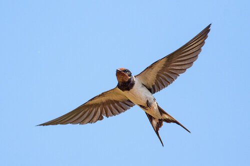 A swallow flying.