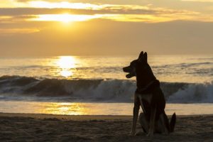 How Long Should You Wait After the Loss of a Pet to Get a New One?