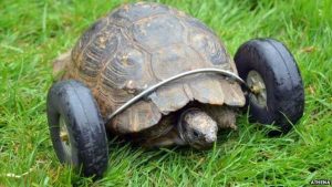 A tortoise with prosthetic wheels.