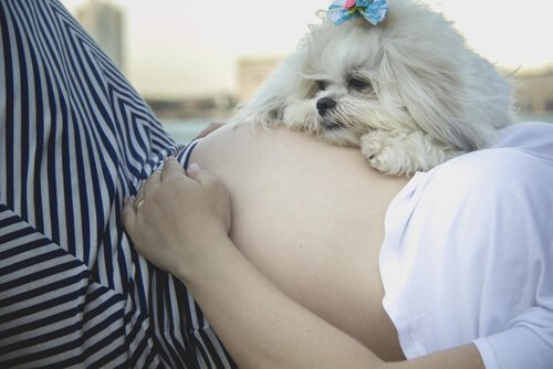 woman pregnant with a baby and dog