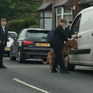 Bradley, the young man who saved a dog from being hanged by his own leash
