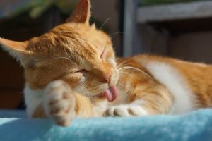 Why Should we all Have a Cat at Home?