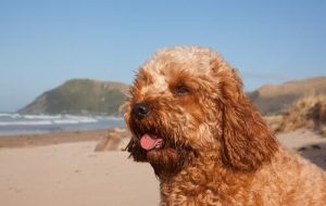 Cavoodle: An unusual dog breed