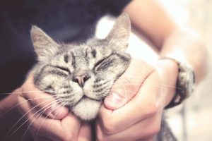 A happy cat being petted