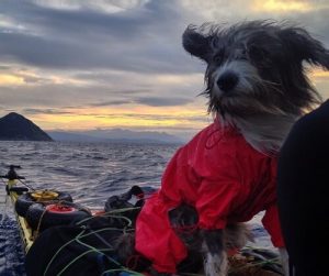 Nirvana the sea dog on a journey