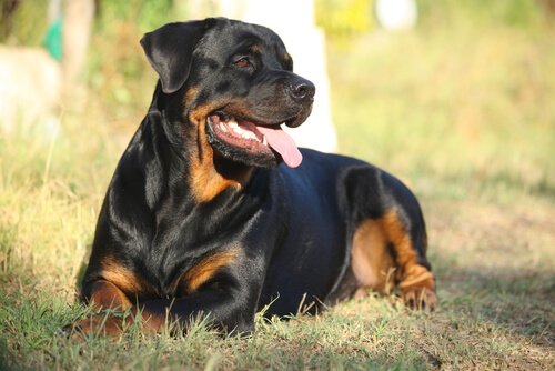 rottweiler hunting dog