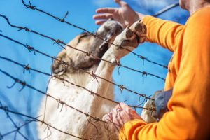 An Iranian Solider Lost a Leg to Save a Dog