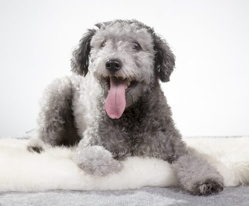 new breed of dog: Pumi