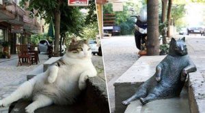 Tombili, the famous cat with a statue in Istanbul, next to her statue