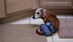 Meet the Woman Who Cares for 30 Abandoned Senior Dogs