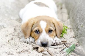 Adopting a Puppy? Remember, It's Not a Person!