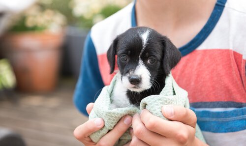 Puppy covered in a towel