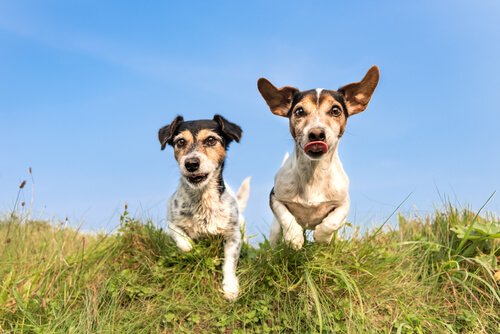 Two dogs running through a field. 