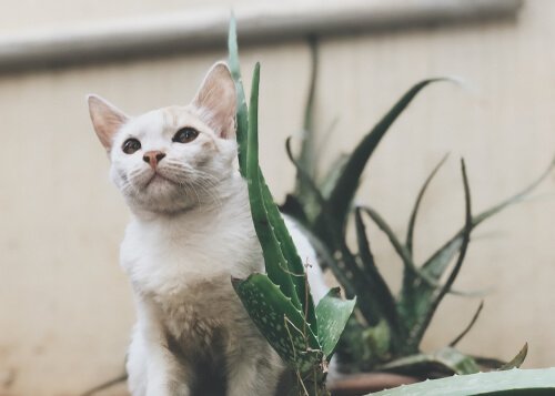 Είναι η Aloe Vera καλή για τα κατοικίδια ζώα σας;