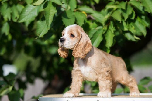 Cocker Spaniel