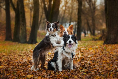 do dogs remember their parents and siblings