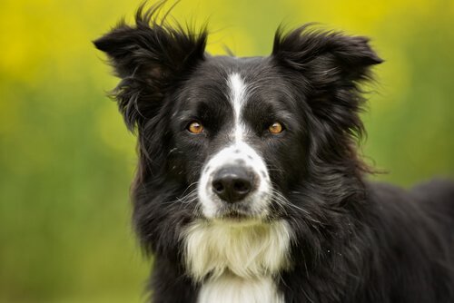 Border Collies: An Unique and Attractive Breed