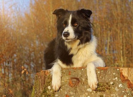 Border Collies An Unique And Attractive Breed