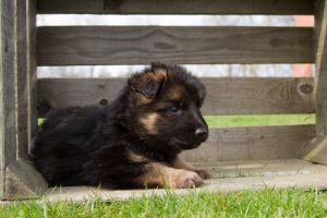 All About Breeding German Shepherds