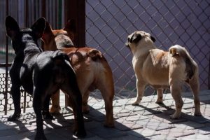 Taiwan Bans Dog and Cat Meat