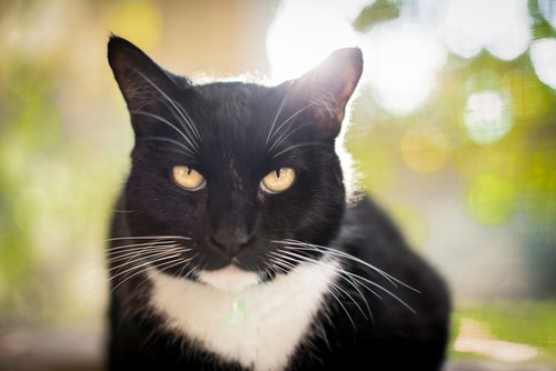 cat facial expressions