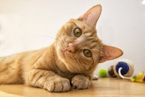 6 Cat Facial Expressions and What They Mean