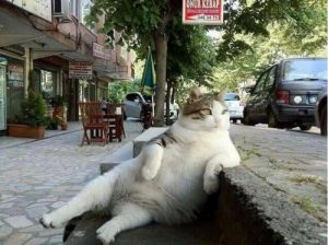 Cat sitting on a curb