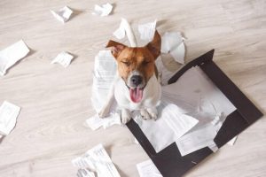3 Tips to Keep Your Dog from Destroying the House While You are Gone