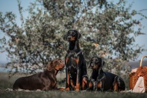 Doberman Pinscher: A Peculiar and Elegant Breed